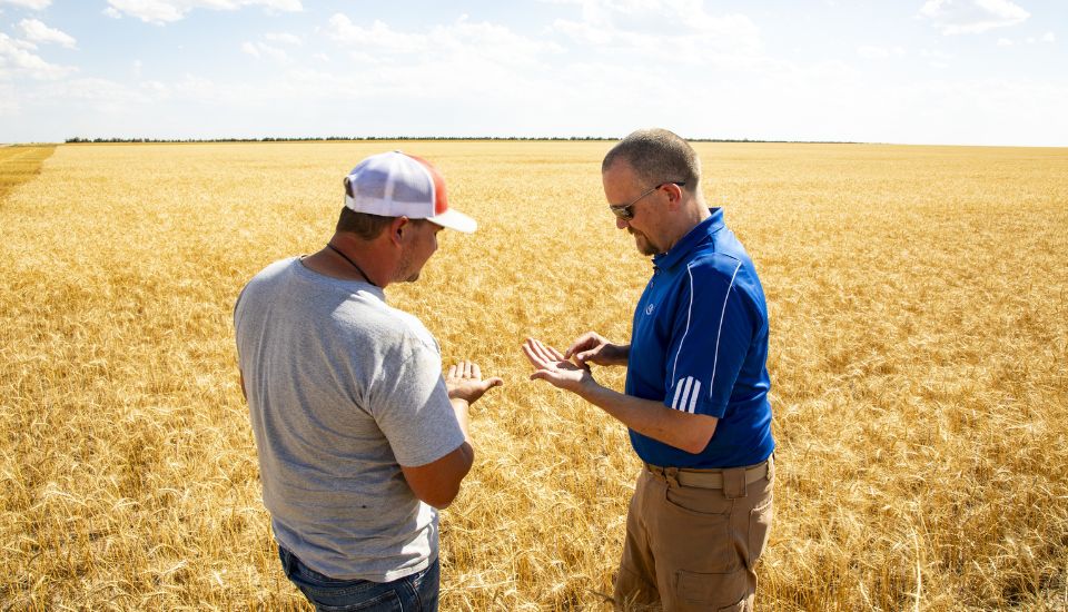 Two men in a wheat field