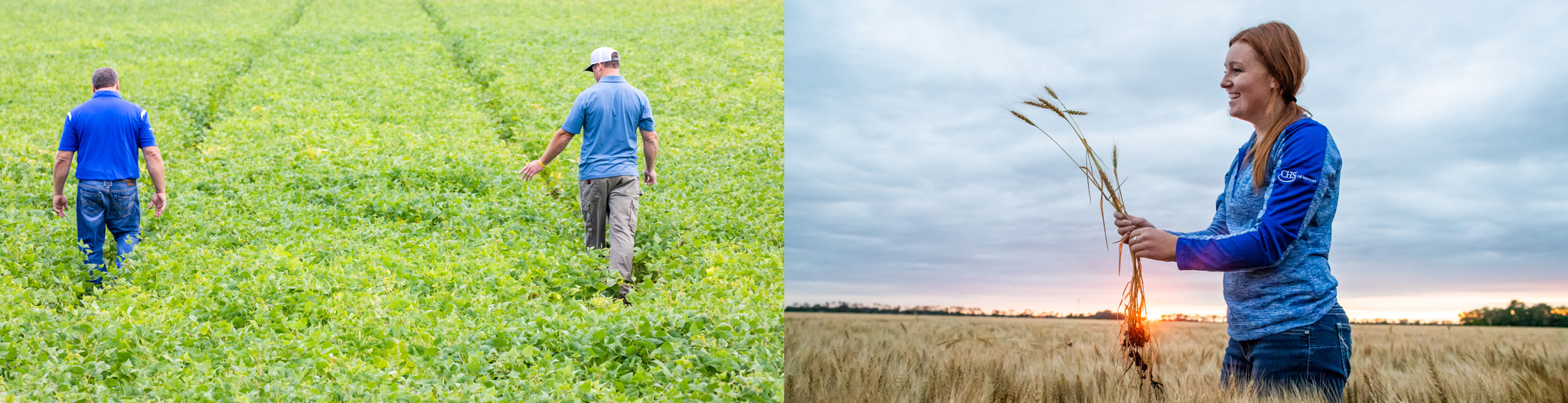 Side-by-side of two men walking through a young soybean field and woman standing in a field holding wheat stalks