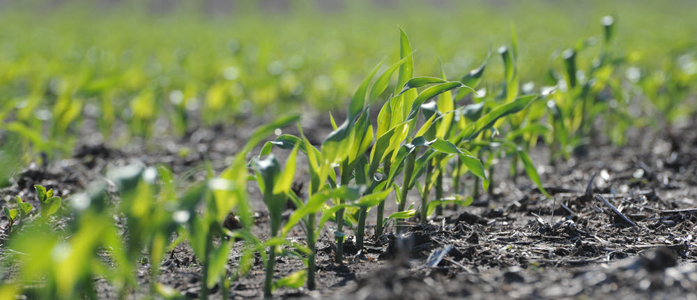 Seedlings growing in a field