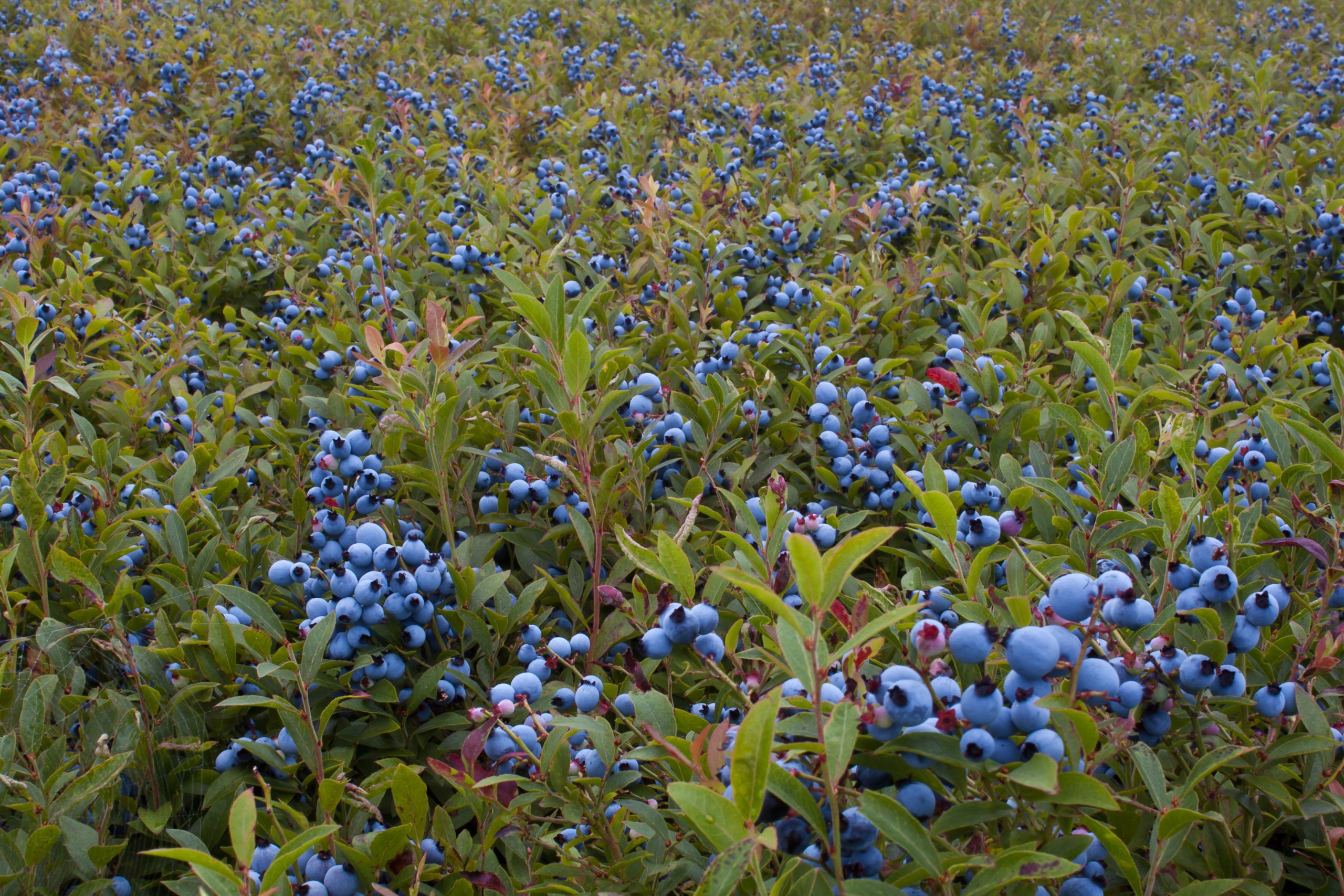 Wild blueberries in a field