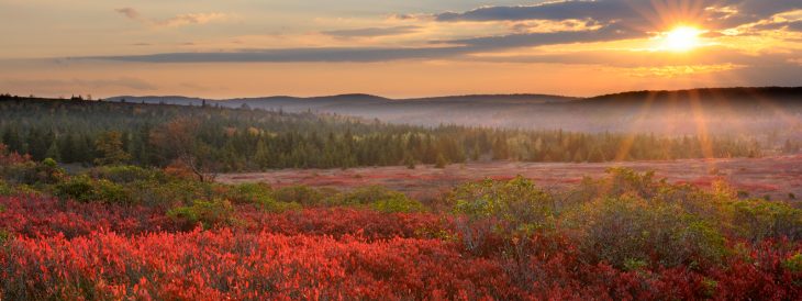 Sun rising over a field